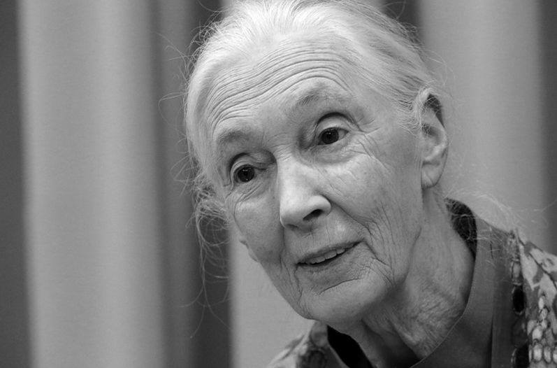LAS PLANTAS SON IMPORTANTES, INCLUSO PARA NUESTRA VIDA ESPIRITUAL por Jane Goodall